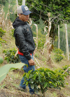 El Mesón coffee farm in Colombia, where Edwin & Javier grow their Tabi coffee.